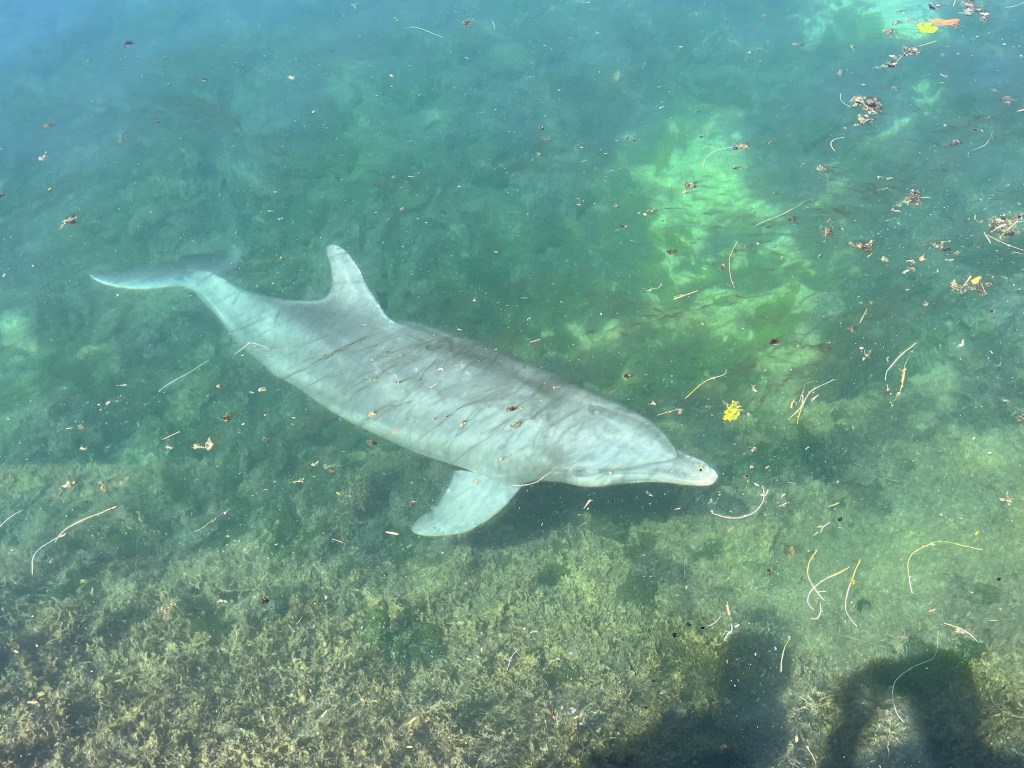 Les animaux de Puerto&nbsp;Aventuras